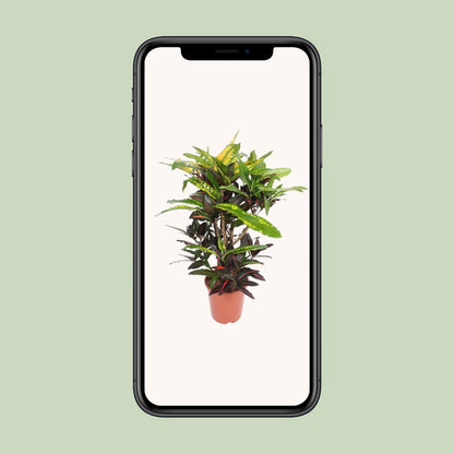 Kamerplant - Codiaeum Mango (Croton Mango) - Pot Ø 27cm Hoogte ↕ 110cm