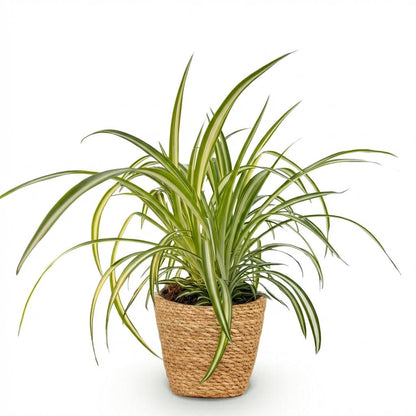 Kamerplant - Chlorophytum comosum Variegatum - Pot Ø 12cm Hoogte ↕ 20cm