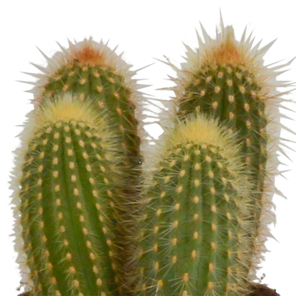 Kamerplant 3x Cereus mix - Pot Ø 10,5cm