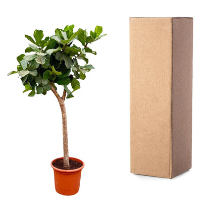 XL kamerplant - Ficus Lyrata boom XXXL - Pot Ø 40-45cm Hoogte ↕ 230cm