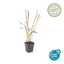 Buitenplant 6x Imperata cylindrica 'Red Baron' - Pot Ø 9cm Hoogte ↕ 10-25cm