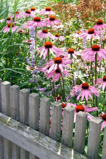Buitenplant 6x Echinacea p. 'Magnus' - Bloeiend - Pot Ø 9cm Hoogte ↕ 10-25cm