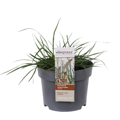 Buitenplant - Pennisetum alopecuroides 'Hameln' - Pot Ø 19cm Hoogte ↕ 40cm