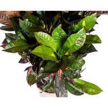 Kamerplant - Codiaeum 'Croton' Iceton - Pot Ø 24cm Hoogte ↕ 80-100cm