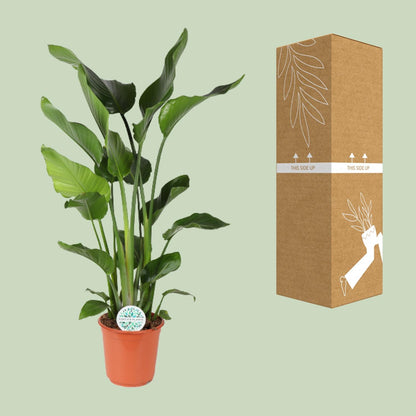 Kamerplant - Strelitzia Nicolai - Hoogte ↕ 35-250cm