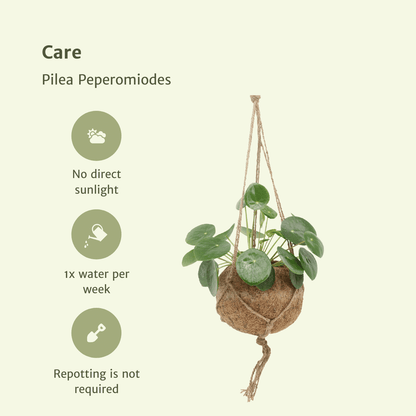 Kamerplant 2x Kokodama Pilea Peperomioides - Pannekoekenplant - Pot Ø 15cm Hoogte ↕ 20cm
