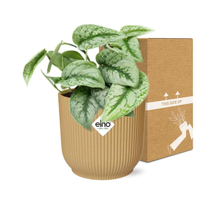 Kamerplant - Scindapsus Pictus 'Trebie' - Pot Ø 14cm