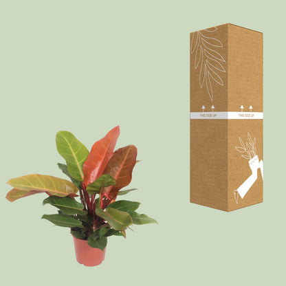 Kamerplant - Philodendron Prince of Orange - Pot Ø 17cm Hoogte ↕ 45cm