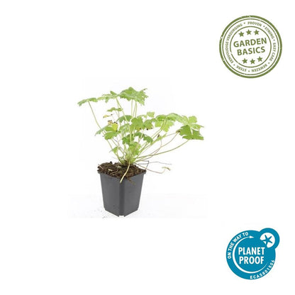 Buitenplant 24x Geranium 'Tiny Monster' - Bloeiend - Pot Ø 9cm Hoogte ↕ 10-25cm