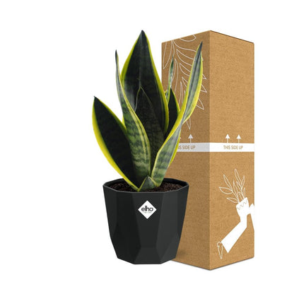 Kamerplant - Sansevieria Futura Superba - Pot Ø 14cm