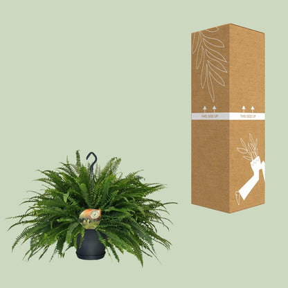 Kamerplant - Nephrolepis Green Lady - Pot Ø 20cm Hoogte ↕ 60cm