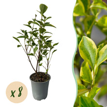 Buitenplant 8x Ligustrum ovalifolium Aureum - Groenblijvend - Pot Ø 9cm Hoogte ↕ 35-40cm