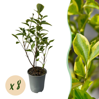 Buitenplant 8x Ligustrum ovalifolium Aureum - Groenblijvend - Pot Ø 9cm Hoogte ↕ 35-40cm
