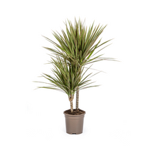 Kamerplant - Dracaena Marginata Bicolor - Pot Ø 17cm Hoogte ↕ 50-70cm
