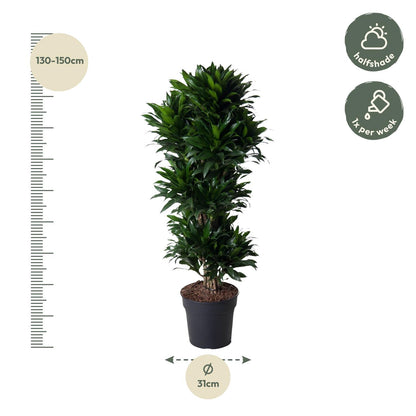 XL kamerplant - Dracaena Compacta vertakt - Pot Ø 31cm Hoogte ↕ 140cm