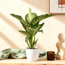 Kamerplant - Dieffenbachia Tropic Snow - Pot Ø 21cm Hoogte ↕ 90-100cm