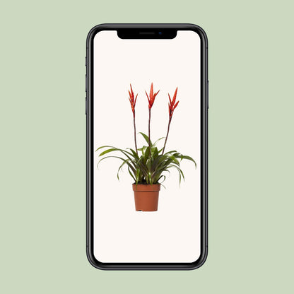 Kamerplant - Vriesea Elan Toef - Pot Ø 12cm Hoogte ↕ 55cm