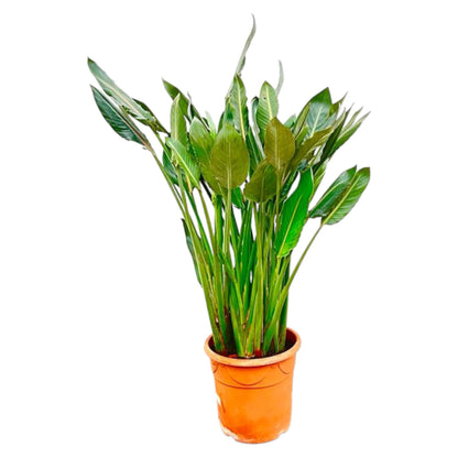 XL Kamerplant - Strelitzia Reginae - Pot Ø 30cm Hoogte ↕ 150cm