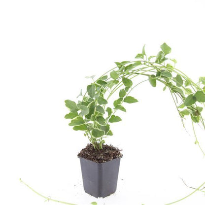 Buitenplant 24x Vinca major 'Variegata' - Pot Ø 9cm Hoogte ↕ 10-25cm