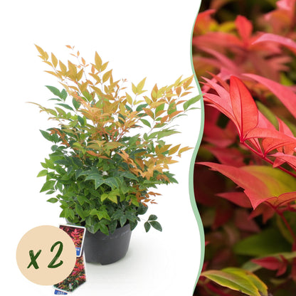 Buitenplant 2x Nandina Gulfstream - Groenblijvend - Pot Ø 17cm Hoogte ↕ 45cm