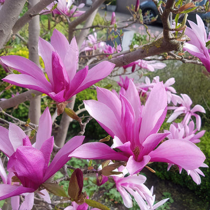 Buitenplant - Magnolia Susan op Stam - Winterhard - Pot Ø 19cm Hoogte ↕ 90cm