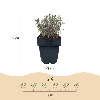 Buitenplant - Lavandula angustifolia Hidcote - Haagplant - Pot Ø 17cm Hoogte ↕ 30cm