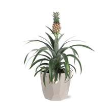 Kamerplant - Ananas Mi Amigo - Pot Ø 14cm