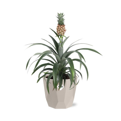 Kamerplant - Ananas Mi Amigo - Pot Ø 14cm