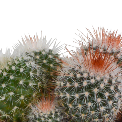 Kamerplant 3x Bolcactus mix - Pot Ø 8,5cm
