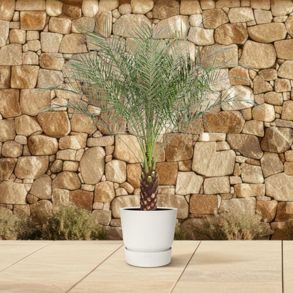 XL kamerplant - Phoenix Roebelenii - Pot Ø 27cm Hoogte ↕ 150cm