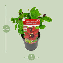 Buitenplant - Sinocalycanthus 'Hartlage Wine' - Bloeiend - Pot Ø 19cm Hoogte ↕ 30cm