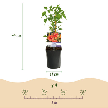 Buitenplant 2x Campsis radicans 'Madame Galen' - Trompetbloem Oranje - Pot Ø 11cm Hoogte ↕ 40cm