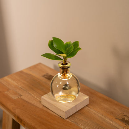 Kamerplant - Clusia in Glas met LED Verlichting - Pot Ø 4cm Hoogte ↕ 10cm