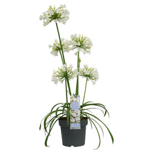 Buitenplant - Agapanthus 'Ever White' - Bloeiend - Pot Ø 19cm Hoogte ↕ 30cm