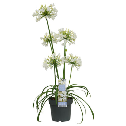 Buitenplant - Agapanthus 'Ever White' - Bloeiend - Pot Ø 19cm Hoogte ↕ 30cm