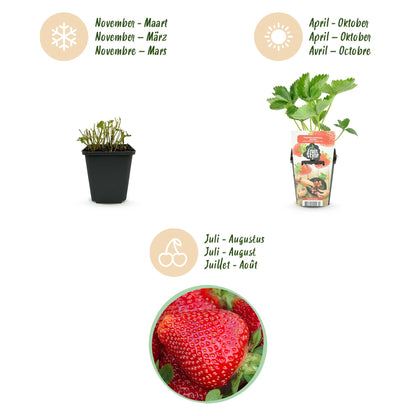 Buitenplant 3x Fragaria 'Maxim' - Rode Aardbei Winterhard - Pot Ø 9cm Hoogte ↕ 10-25cm