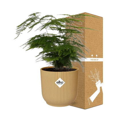Kamerplant - Asparagus Setaceus 'Plumosus' - Pot Ø 14cm