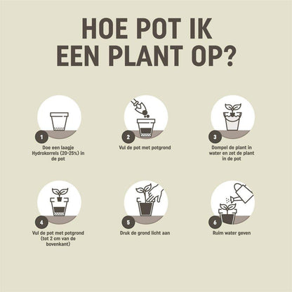 Pokon Cactus & Vetplant Potgrond - 5L