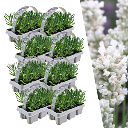 Buitenplant 48x Lavendel angustifolia White - Bloeiend - Pot Ø 7cm Hoogte ↕ 15cm