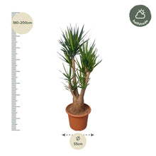 XL Kamerplant - Yucca Elephantipes vertakt - Pot Ø 55cm Hoogte ↕ 190cm