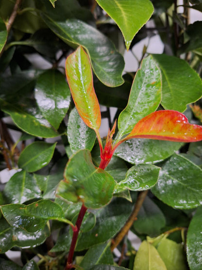Buitenplant - Photinia fraseri 'Red Robin' - Kant-en-Klaar Haag 120 x 180cm