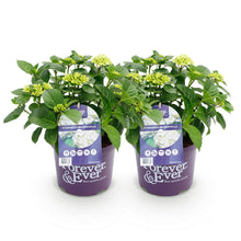 Buitenplant 2x Hydrangea Forever & Ever Wit - Bloeiend - Pot Ø 23cm Hoogte ↕ 55cm