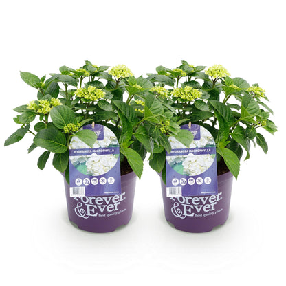 Buitenplant 2x Hydrangea Forever & Ever Wit - Bloeiend - Pot Ø 23cm Hoogte ↕ 55cm