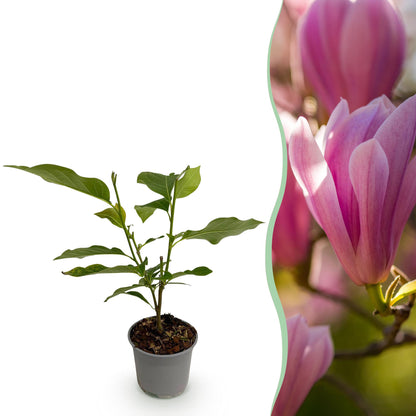 Buitenplant - Magnolia Heaven Scent - Bloeiend - Pot Ø 12cm Hoogte ↕ 30cm