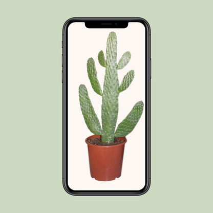 Kamerplant - Opuntia Consolea - Pot Ø 17cm Hoogte ↕ 40cm