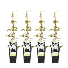 Buitenplant 4x Clematis Montana 'Grandiflora' - Bloeiend - Pot Ø 15cm Hoogte ↕ 65cm