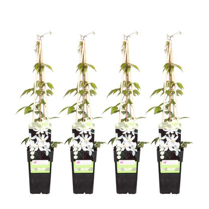 Buitenplant 4x Clematis Montana 'Grandiflora' - Bloeiend - Pot Ø 15cm Hoogte ↕ 65cm