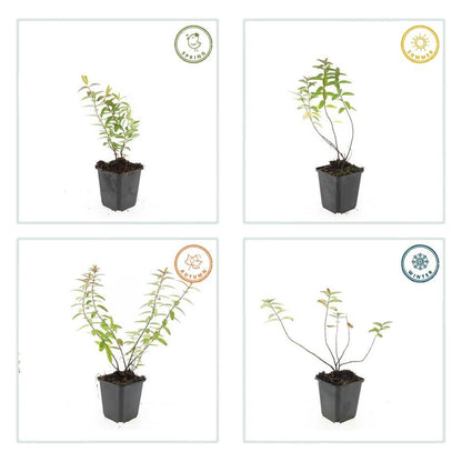 Buitenplant 12x Hypericum 'Hidcote' - Bloeiend - Pot Ø 9cm Hoogte ↕ 10-25cm