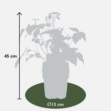 Buitenplant 4x Rubus 'Autumn' Mix - Bloeiend - Pot Ø 13cm Hoogte ↕ 45cm