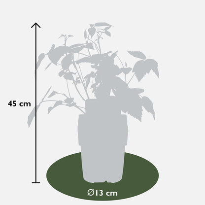 Buitenplant 4x Rubus 'Autumn' Mix - Bloeiend - Pot Ø 13cm Hoogte ↕ 45cm